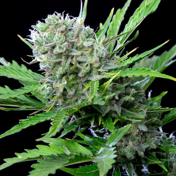 Auto Bluematic (Royal Queen Seeds) Feminisiert