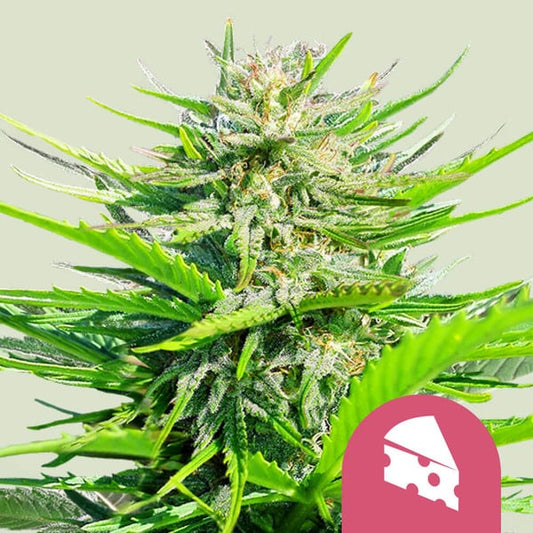 Royal Cheese (Royal Queen Seeds) Feminisiert - Fast Flowering