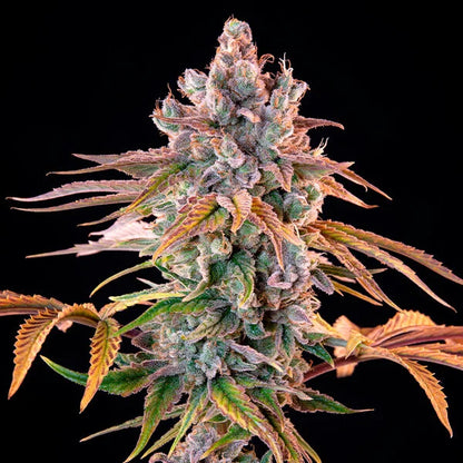 Royal Cheese (Royal Queen Seeds) Feminisiert - Fast Flowering