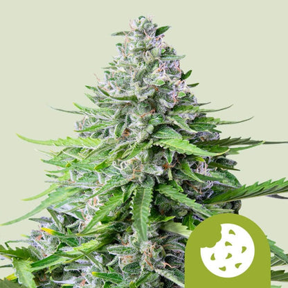 Auto Cookies (Royal Queen Seeds) Feminisiert