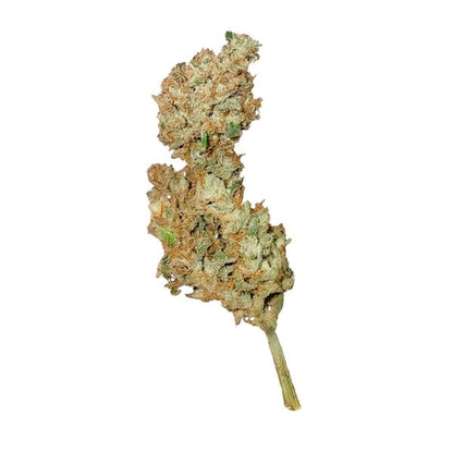 Auto Sweet Creamatic (Royal Queen Seeds) Feminisiert