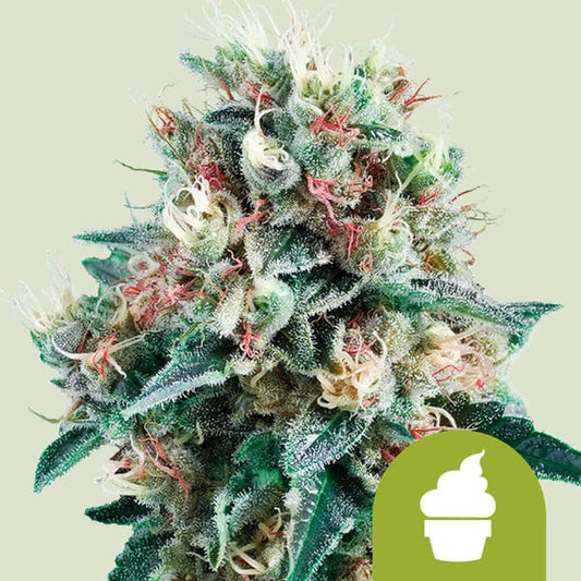 Auto Sweet Creamatic (Royal Queen Seeds) Feminisiert