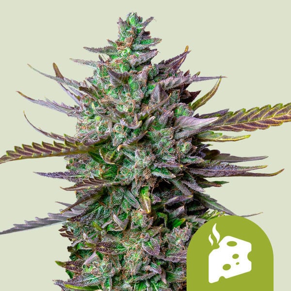 Blue Cheese Automatic (Royal Queen Seeds) Feminisiert