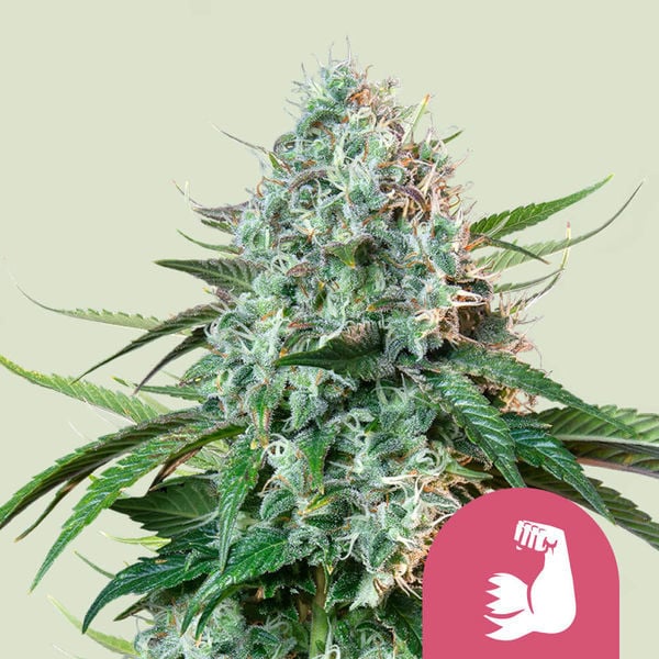 Hulkberry (Royal Queen Seeds) Feminisiert