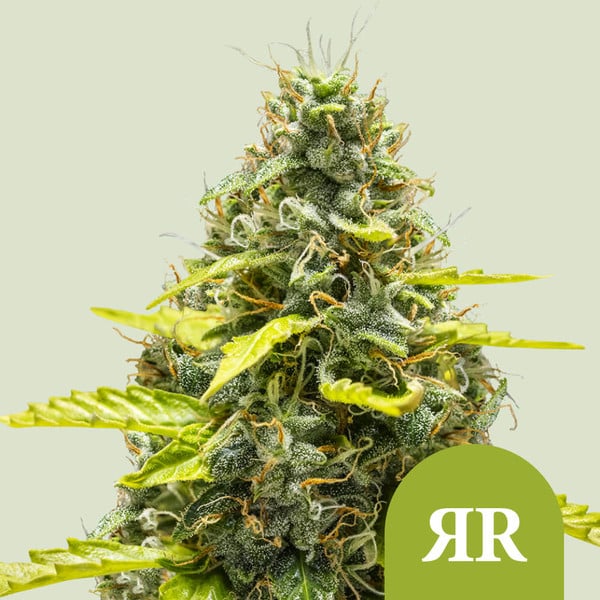 Royal Runtz Auto (Royal Queen Seeds) Feminisiert