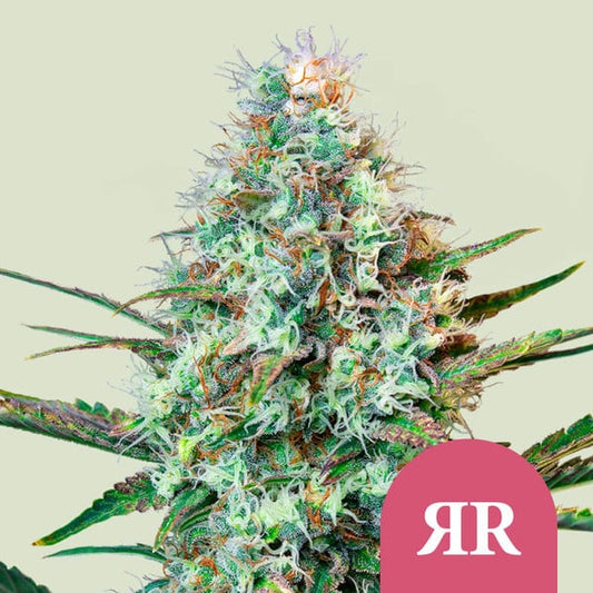 Royal Runtz (Royal Queen Seeds) Feminisiert