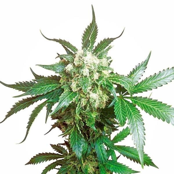 Black Domina (Sensi Seeds) Feminisiert