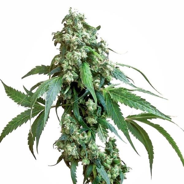 Jack Flash 5 (Sensi Seeds) Feminisiert