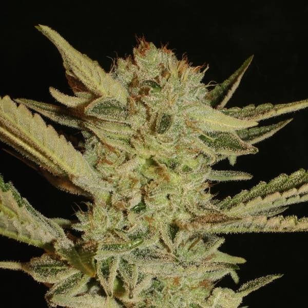 Bubble Gum (Serious Seeds)