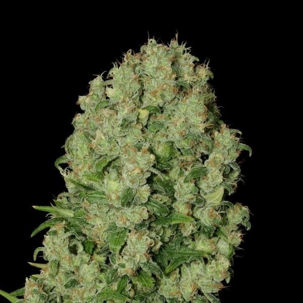 White Russian (Serious Seeds) Feminisiert