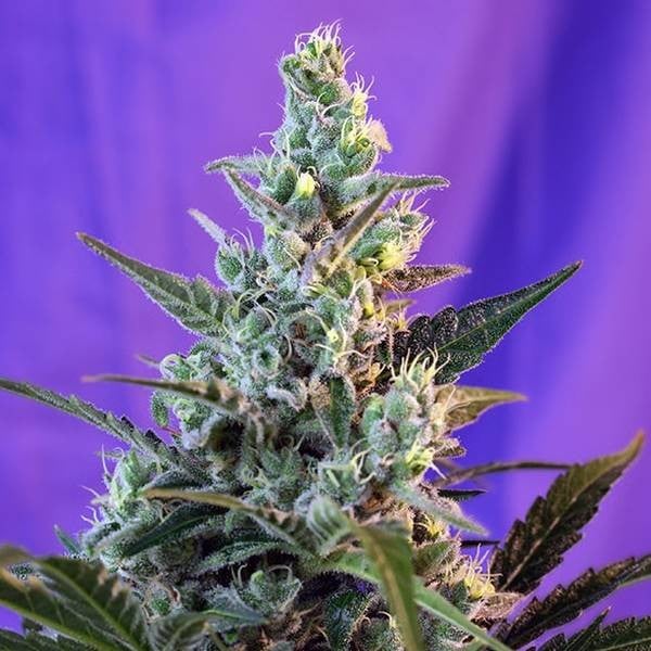 Sweet Skunk - F1 Fast Version (Sweet Seeds) Feminisiert