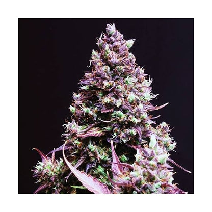 Cream Caramel Auto (Sweet Seeds) Feminisiert