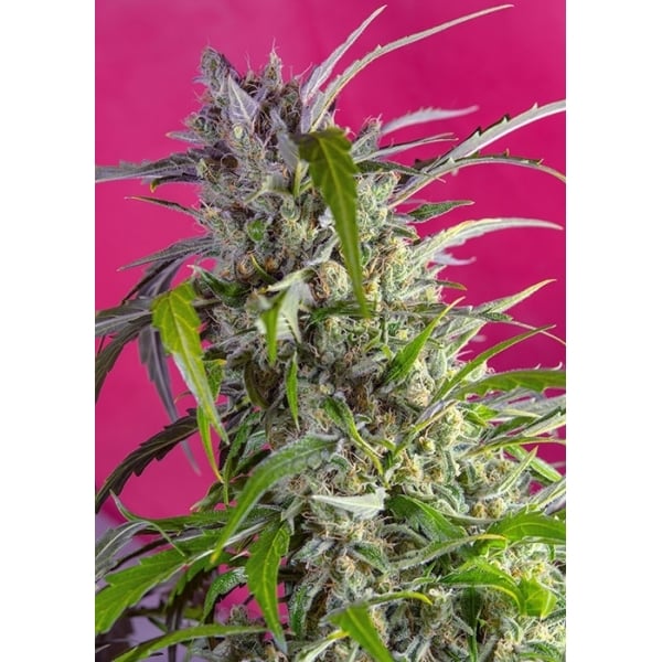 Crystal Candy Auto (Sweet Seeds) Feminisiert