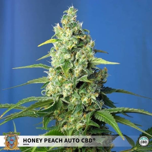 Honey Peach Auto Cbd (Sweet Seeds) Feminisiert