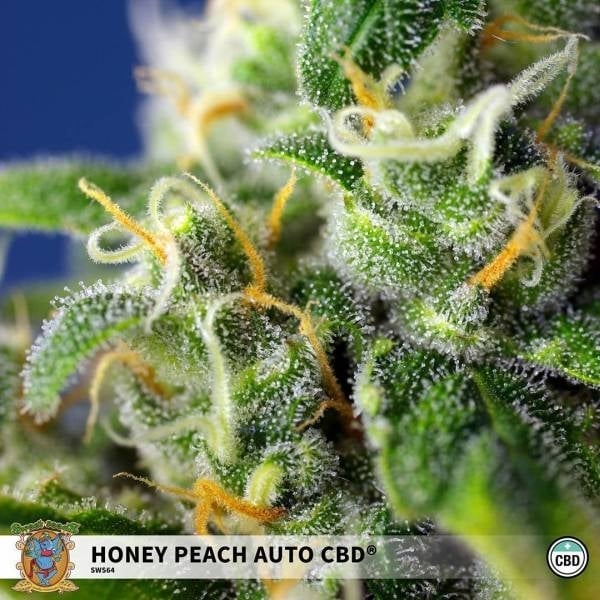 Honey Peach Auto Cbd (Sweet Seeds) Feminisiert