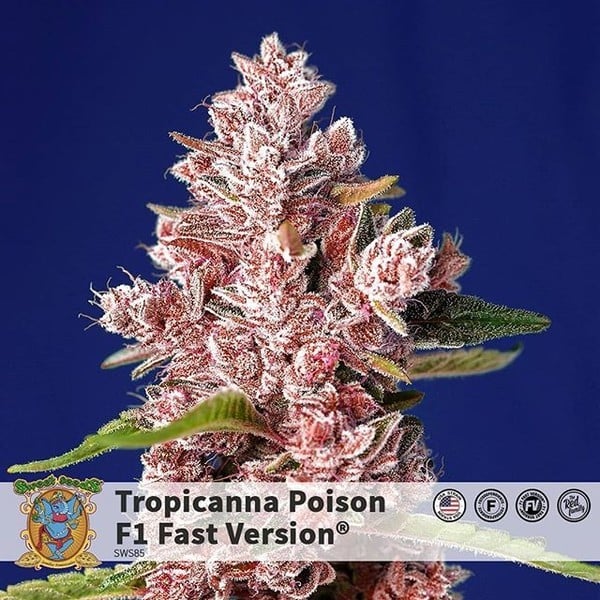 Tropicanna Poison - F1 Fast Version (Sweet Seeds) Feminisiert