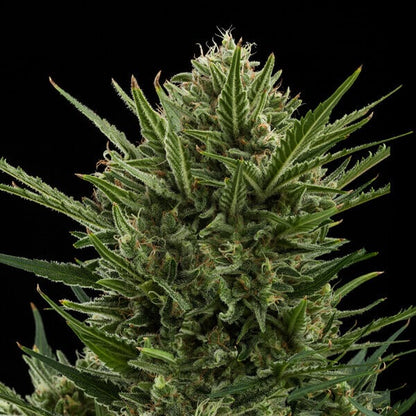 Auto Sweet Skunk (Royal Queen Seeds) Feminisiert