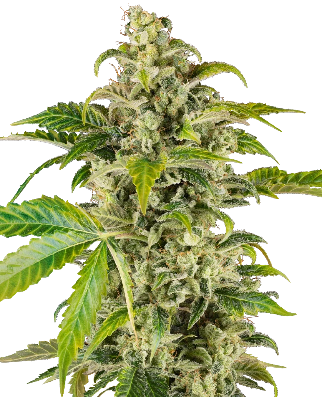 Sweet Sour Cream Automatic (Sensi Seeds) Feminisiert