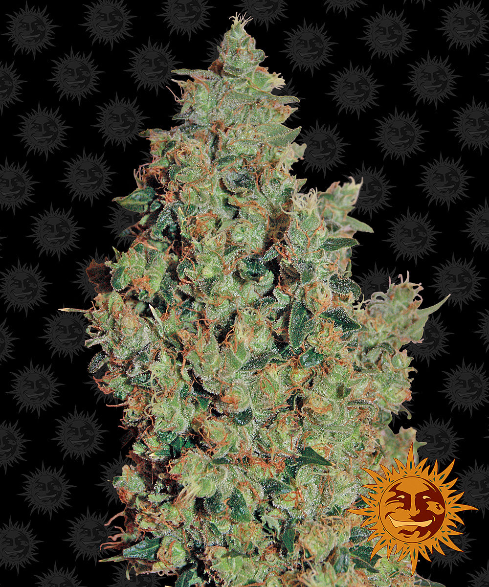 Tangerine Dream (Barney's Farm) Feminisiert