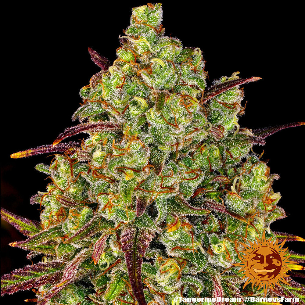 Tangerine Dream (Barney's Farm) Feminisiert