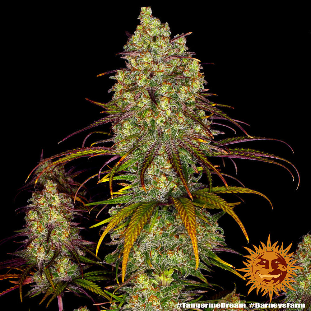 Tangerine Dream (Barney's Farm) Feminisiert