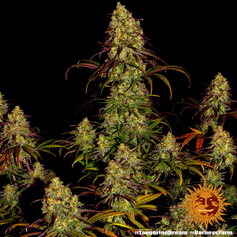 Tangerine Dream (Barney's Farm) Feminisiert