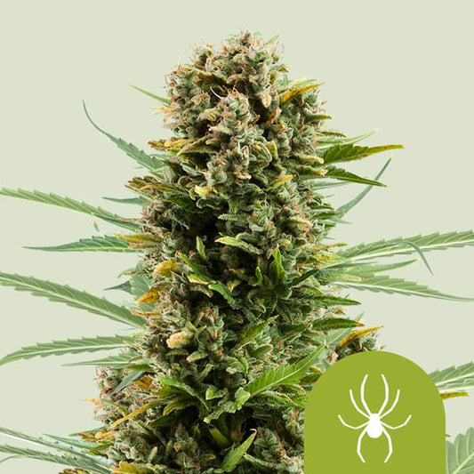 Auto White Widow (Royal Queen Seeds) Feminisiert