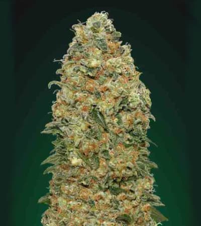 White Widow (00 Seeds) Feminisiert